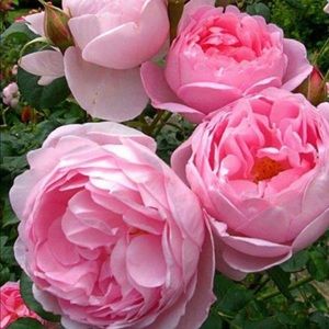 Meet your Posher, Kathleen